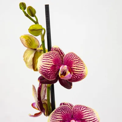 Орхидея Phal. Phantom - купить, доставка Украина
