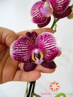 Орхидея фаленопсис Phantom Фантом – купить в Красногорске, цена 300 руб.,  продано 15 ноября 2019 – Растения и семена