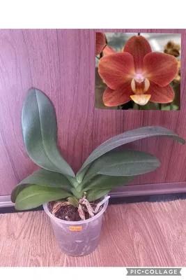 Орхидея фаленопсис Фантом 🌺💗 - YouTube