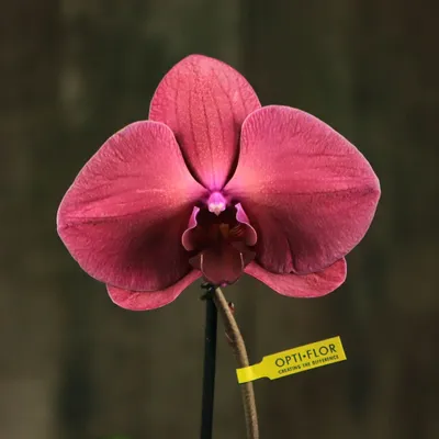 Орхидея Phal. Phantom, подросток, Фантом фаленопсис: 375 грн. - Комнатные  растения Киев на Olx