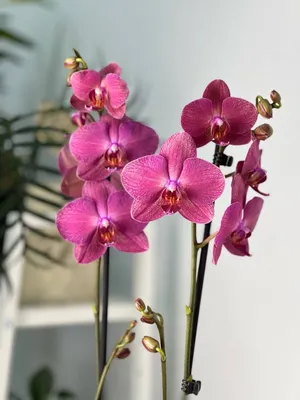 Известные сорта орхидей в сравнении! Похожие, но разные - Блэк Страйпс,  Фантом и ещё две азиатки! - YouTube