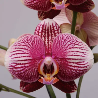 Орхидея Фаленопсис купить в Москве