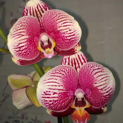 купить орхидею Фаленопсис Фантом | в Москве в интернет-магазине