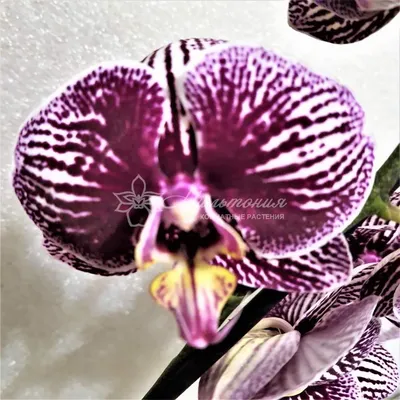 Фаленопсис стандарт, размер 12*70 см,сорт Phantom (Фантом), 900р. | Цветы,  Орхидеи