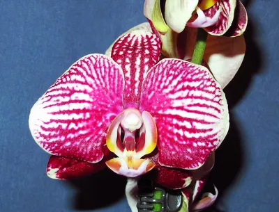 DesignZ - Phantom | Phalaenopsis orchid, Types of orchids, Orchids
