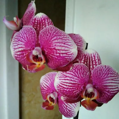 Орхидея Фаленопсис Синголо темно-розовая в белой керамике купить