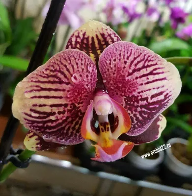 Bright Summer Fantom Polka Dots Beautiful Orchid Flower Stock Photo - Image  of thai, wonderful: 212615610