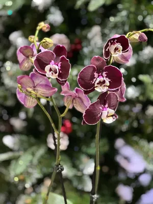 Фаленопсис ароматный Флорал орхидея О948 купить в Москве с доставкой -  Корзина Цветов