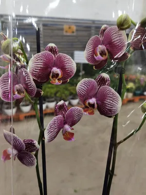 Phalaenopsis Champion Phantom | CoraMaria2013 | Flickr