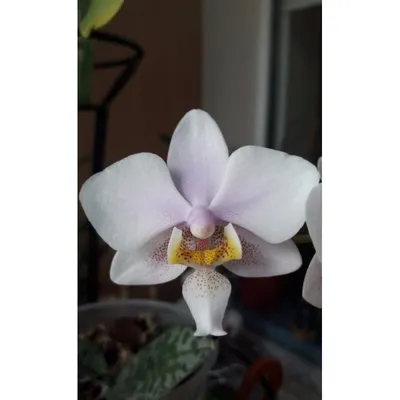 Красота нежность philadelphia orchids орхидея Филадельфия schilleriana x  stuartiana цветение blossom | Phalaenopsis orchid, Most beautiful flowers,  Orchids