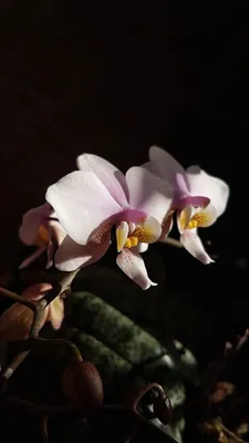 ЗАЦВЕЛ ФАЛЕНОПСИС Philadelphia (Schilleriana+Stuartiana)Phalaenopsis  Philadelpia in bloom - YouTube