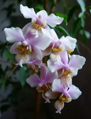 Olga Tarasova: Phalaenopsis Philadelphia (schilleriana x stuartiana)