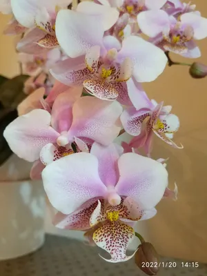 Фаленопсис Филадельфия (Phalaenopsis Philadelphia) — купить в  интернет-магазине Ангелок