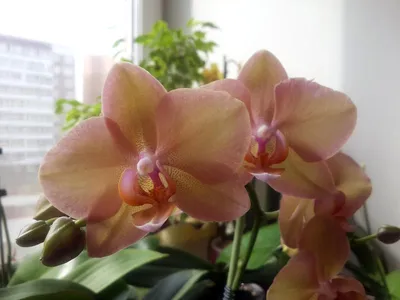 Фаленопсис (Phalaenopsis) - купить орхидеи в Украине недорого почтой |  FLORIUM.UA