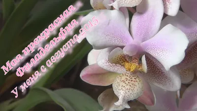 Фаленопсис Филадельфия Швертер | Phalaenopsis, Plants