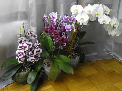 Phalaenopsis philadelphia