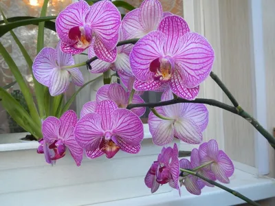 Фалинопсисы на блоках. Phalaenopsis Bronze Maiden. Phalaenopsis  philippinensis. - YouTube