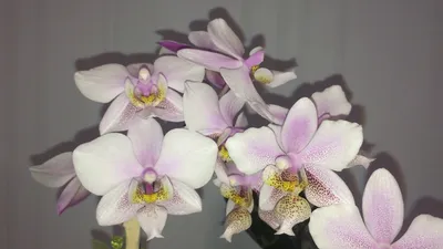 Орхидея Phalaenopsis Philadelphia (отцвёл)