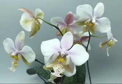 Цветение Phalaenopsis schilleriana в теплице орхидей - YouTube