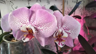 Phal Philadelphia | Passiflora.ru - Сервис коллективных заказов