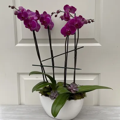Phalaenopsis Orchid, Purple - Jacksonville Flower Market