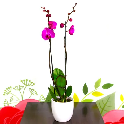 Purple Phalaenopsis Orchid | MilleFiori Florist