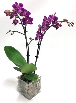 Premium Purple Phalaenopsis Orchid in Peabody, MA | Evans Flowers