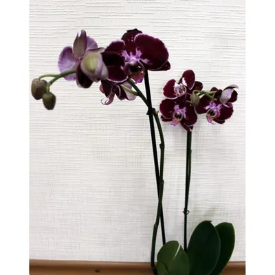 Deep Purple Phalaenopsis Orchid — Steemit | Phalaenopsis orchid, Purple  orchids, Purple flower tattoos