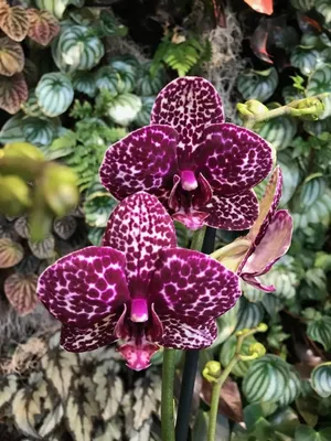 Mini purple phalaenopsis : r/orchids
