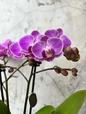 Purple Orchid (Phalaenopsis orchid) – Rooted