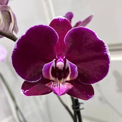 Purple Phalaenopsis Orchid – Budsandbloomsny.com