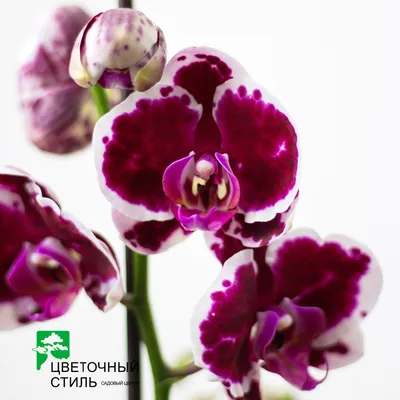 Фаленопсис Орхидея 2 ствола tend.plant 155911317 купить в интернет-магазине  Wildberries