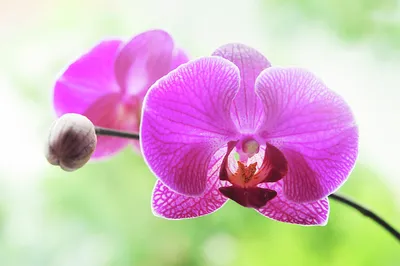 Phalaenopsis Orchid in Ceramic - Purple in Chester Springs, PA | Topiary 219