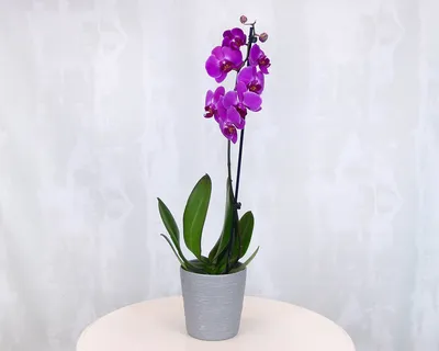 Phalaenopsis Purple Royalty (FLOWERING!!!) – The Orchid Patio