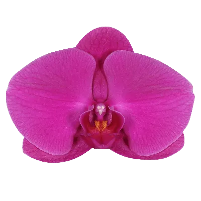 Purple Phalaenopsis Orchid Photograph by Jenny Rainbow - Fine Art America