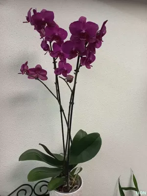Phalaenopsis Purple Plant - Flower Delivery Dubai, UAE