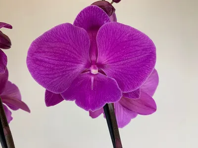 Орхидея Phal. Purple Heart - купить, доставка Украина