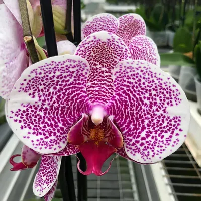 Phalaenopsis Purple 'Kizz' (2 Rispen) | Orchideen-Wichmann.de - Highest  horticultural quality and experience since 1897