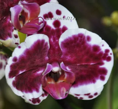 3\" Double Stem Purple Phalaenopsis Orchid Plant in White Ceramic Pot —  Northwest Orchids