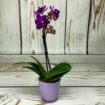 Орхидея Фаленопсис Биг Лип Фиолетовый (Phalaenopsis Big Lip)