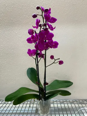 Орхидея Phalaenopsis Purple Rain (отцвел)