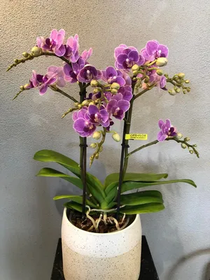 Phalaenopsis Purple Martin Var. Blue, Fragrant - Etsy