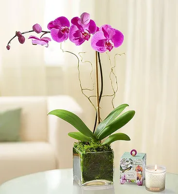 Orchid 'Purple'' — House Plant Shop