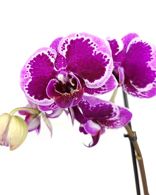 Phalaenopsis purple Queen - Орхидеи, орхидеи уход субстратов, Oрхидариумы