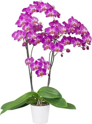 Purple Phalaenopsis Orchid - Flowering Plants - Orchid in Ceramic Pot -  Best Plant Friend
