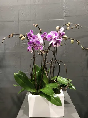 Floricultura - 332209