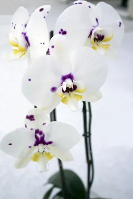 Flower Blossom by Liz - . Phalaenopsis Purple Princess Phalaenopsis 'Purple  Princess' is a miniature to small-sized Phalaenopsis hybrid; plants grow to  around 10-15cm (4-6 inches) tall. 'Purple Princess' Phalaenopsis plants  produce