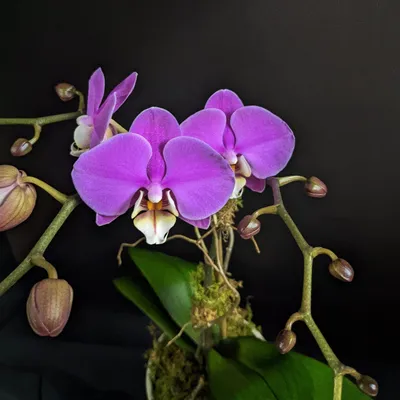 Purple spotted novelty Phalaenopsis in Encinitas, CA | Divine Orchids