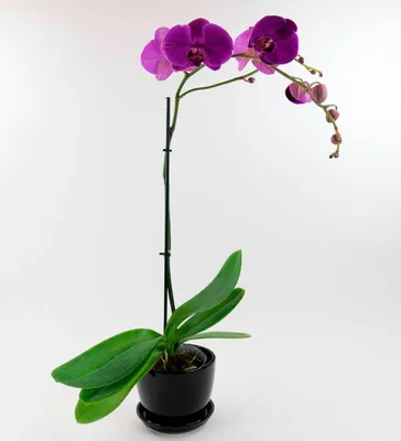 White and Yellow with Purple Spots Phalaenopsis Orchid | naturetime
