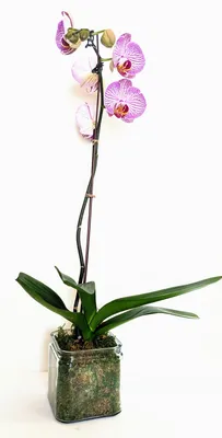 Very beautiful close-up of purple phalaenopsis orchid flower, Phalaenopsis  known as the Moth Orchid or Phal isolated on white background. Nature  concept for design. Place for your text. Stock Photo | Adobe